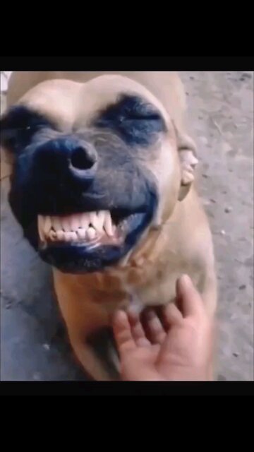 Dog laughing 😂