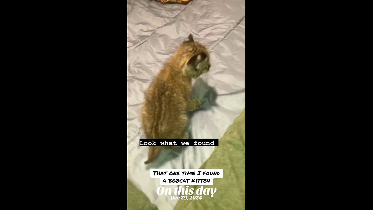That time I found a bobcat kitten..