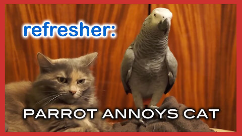 Parrot Annoys Cat