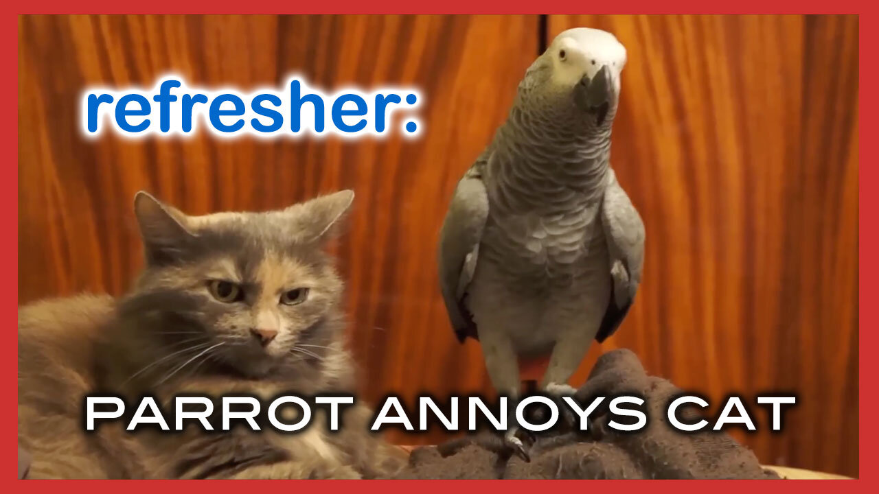 Parrot Annoys Cat