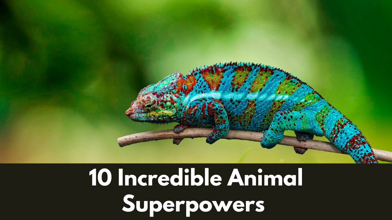 10 Incredible Animal Superpowers That Will Blow Your Mind!