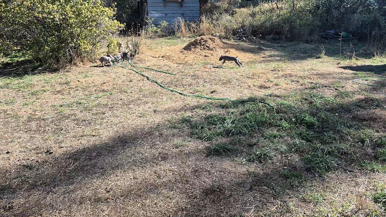 pupdate! Merida and stoic puppies 6th October 25