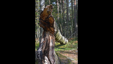 Ett brev som kallas duga vill jag lova , som är skrivit av en Fluga utan fruga .