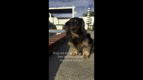 Dogs Know How to Rest Better Than Humans — Here’s the Science