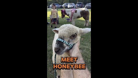 Meet Honeybee our newest addition to Hartland Oaks. She says hello!