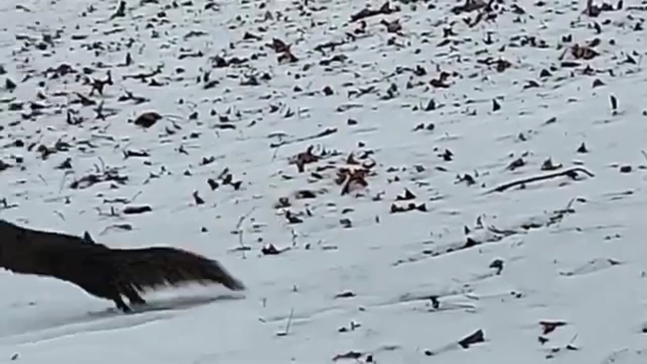 Rare Black Squirrel