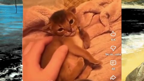 Just shorts videos - Follow 😜😋!!!!!!!