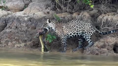 Epic Animal Hunt: Jaguar Hunts Crocodile in the Wild! 🐆🐊