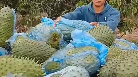 From Farm to Wellness: Soursop Leaves & Fruit Ready for Dehydration 🌿