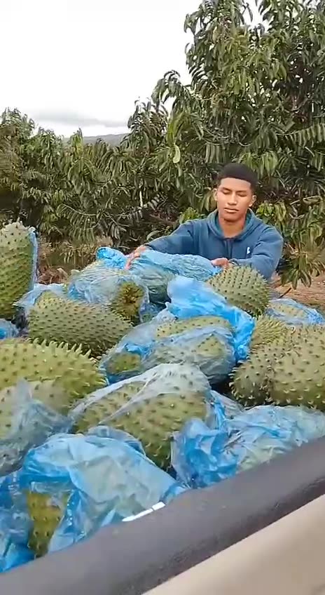 From Farm to Wellness: Soursop Leaves & Fruit Ready for Dehydration 🌿