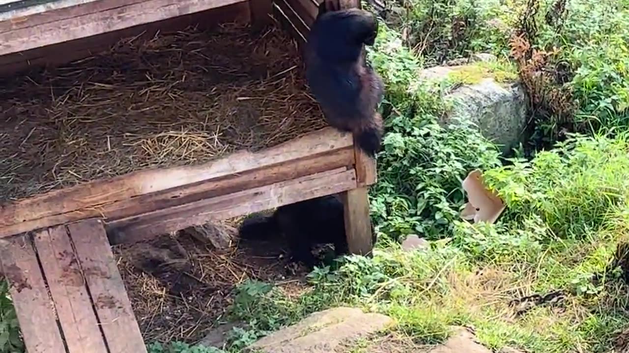 🤯🦊 You Won't Believe The Intense Fight Between These Two Wolverines! | FeedMyCuriosity