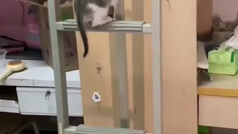 Dog's Comedy Videos 🤣 so cute videos 😍 funny videos in puppies comedy scenes 🤣 so cute picture 🤣