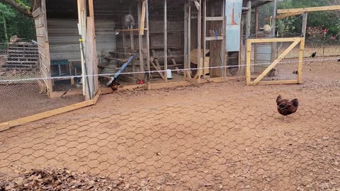 Trying something different to get them to use the new nesting box