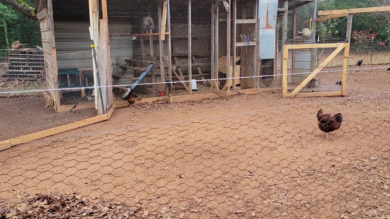 Trying something different to get them to use the new nesting box