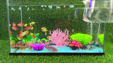 41 minutes of relaxation with colorful aquarium, fish tank, crayfish, koi fish, betta fish, goldfish