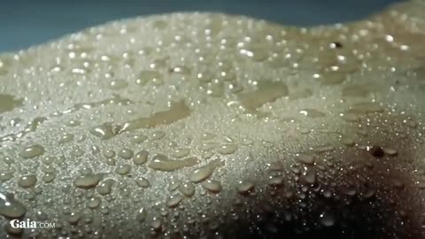 Alien Message the Military Tried to Bury Linda Moulton Howe