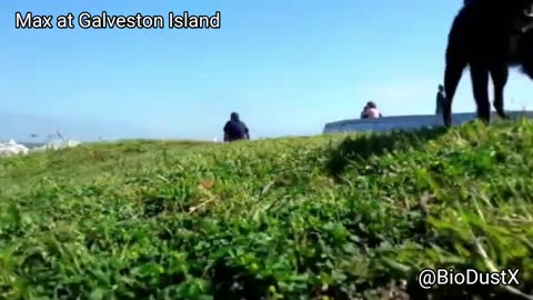 Max at Galveston Beach in Texas - 2017 -