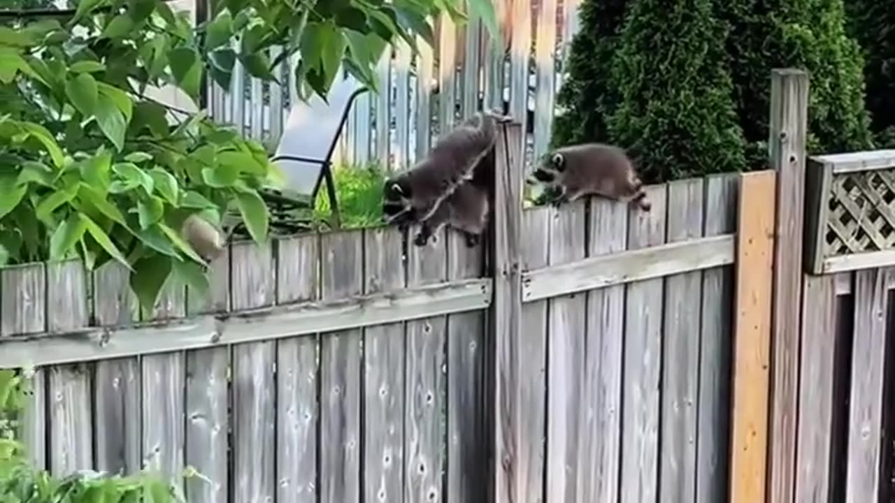 😮💦 Baby Raccoons' Hilarious Attempt to Walk a Fence on a Windy Day! | FeedMyCuriosity