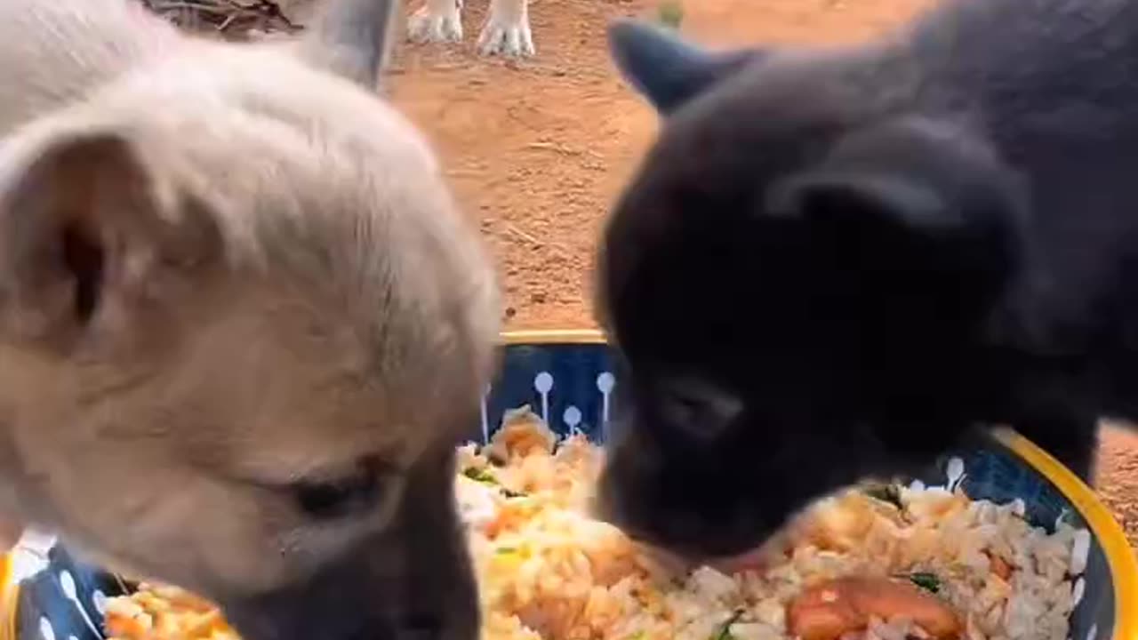 "Little puppy eating fried rice with eggs; It's eating so deliciously; It looks so cute."