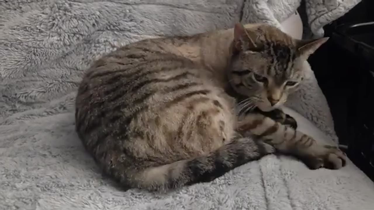 This Cat's Grooming Routine Gets Cuter Every Second
