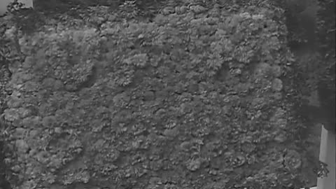 SHIPS IN HARBOR, BR... - SHIPS IN HARBOR, BREMERHAVEN, GERMANY ; MEMORIAL DAY SERVICE - 111-adc-4568