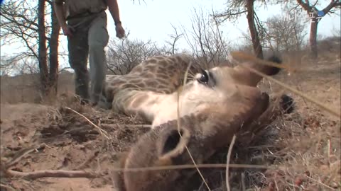 the end of an african poacher who set a snare on giraff