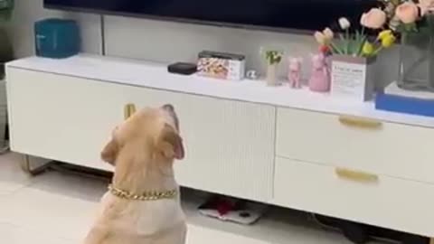 Dog funny moments
