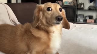 😇🐶 Not Guilty! The Most Innocent Pup | FunFM