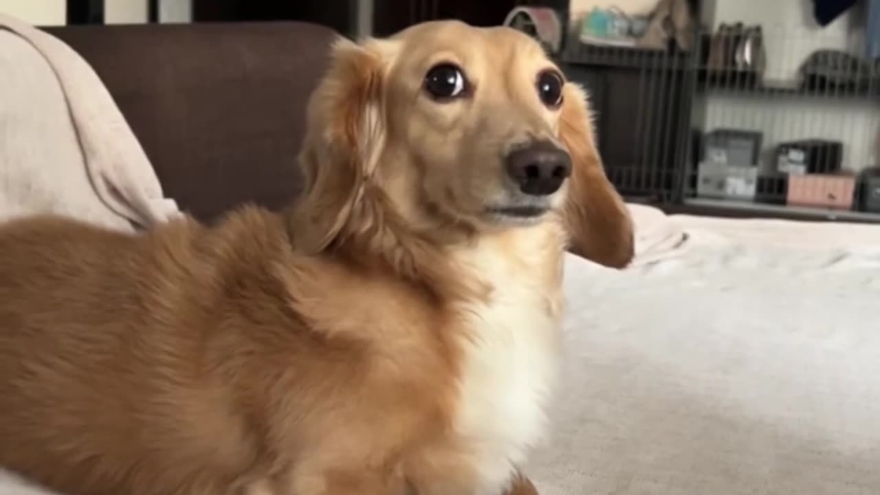 😇🐶 Not Guilty! The Most Innocent Pup | FunFM