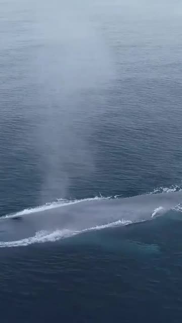 Large Blue Whale surfaces to breathe, clears its blowhole, near research boats