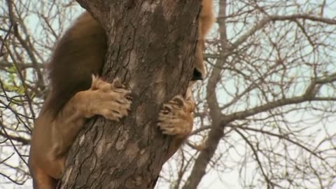 Wildlife Drama Unfolds! _ Lion Steals Food From Leopard