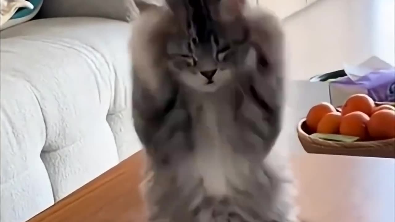 *Funny & Cute Animals*