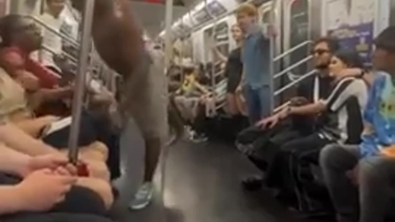 New York City Subway Passengers Treated to Dancing Monkey Show on Train