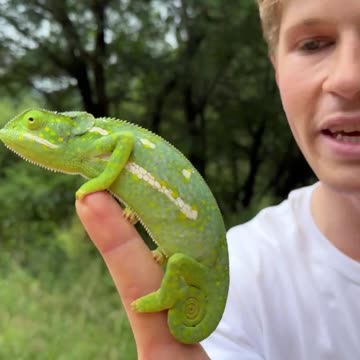 Robert Irwin, Steve Irwin's son, helping out a Chameleon cross the road