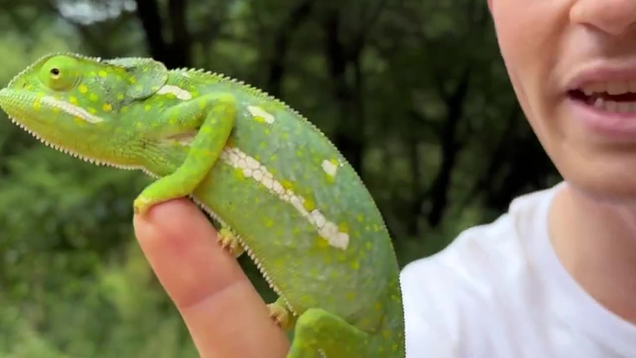 Robert Irwin, Steve Irwin's son, helping out a Chameleon cross the road