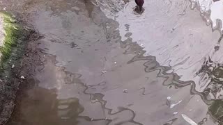 birds