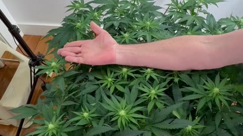 Colette is SQUARE - Scrogless Scrog - GrowDaddyTV Grow Style
