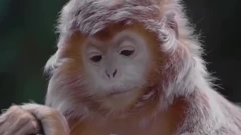 Timeline cleanse. a Javan lutung who lives on Java island and other Indonesian islands