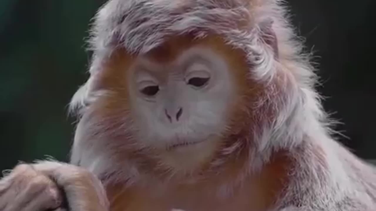 Timeline cleanse. a Javan lutung who lives on Java island and other Indonesian islands