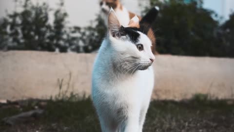 Very Cute Cat Playing | Beautiful Cat Different Moment With Relaxing Music #cat #catlovers #cats