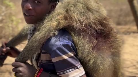 Hadzabe Tribe success Hunting a Baboon
