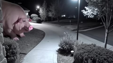 Huge pig caught on CCTV