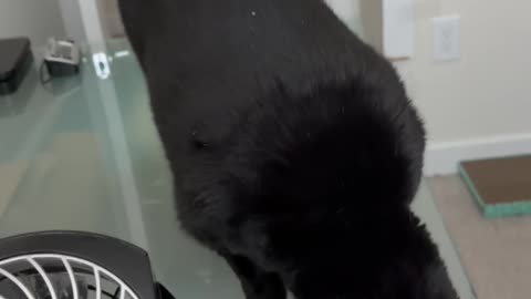 Cute Precious Piper Inspects the Desk - My Adopted Shelter Cat Vlog. #shorts