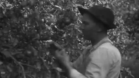 Apple Raising Toledo, Ohio Cleveland, Ohio - Apple Raising Toledo, Ohio Cleveland, Ohio - fc-fc-2