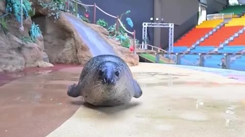 Get ready to have your heart melted! Watch this adorable chubby seal bop its way over to the camera