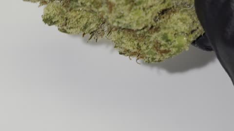 Banana Cream Cake THC Ounces
