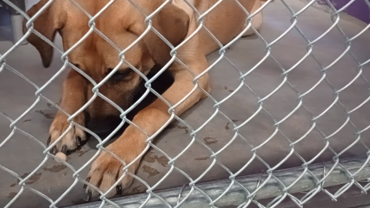 Max 1y Pet Id 949213 kennel 18 HSSAZ shelter_20250926_141723661