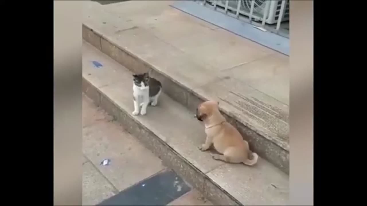 Cat VS Dog Funny Animal Videos