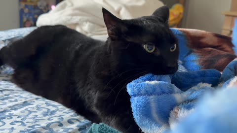 Cute Precious Piper Recreates Being a Kitten - My Adopted Shelter Cat Vlog