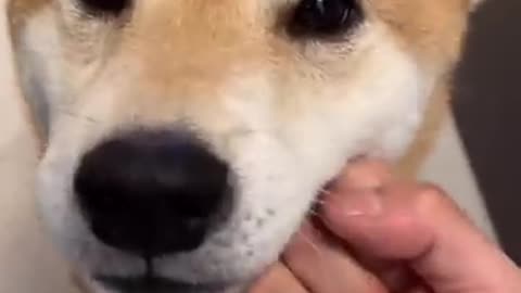 Dog Owner ABUSES his Shiba inu